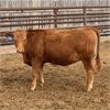 Image 5 : C5 Ranch - 900# Heifers - 90 Head (Nanton, AB)