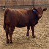 Image 6 : C5 Ranch - 900# Heifers - 90 Head (Nanton, AB)