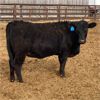 Image 7 : C5 Ranch - 900# Heifers - 90 Head (Nanton, AB)