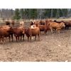 Image 2 : CL Ranches Ltd. - 800# Heifers - 75 Head (Cochrane, AB)