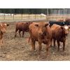 Image 3 : CL Ranches Ltd. - 800# Heifers - 75 Head (Cochrane, AB)
