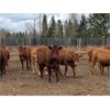 Image 4 : CL Ranches Ltd. - 800# Heifers - 75 Head (Cochrane, AB)