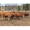 Image 5 : CL Ranches Ltd. - 800# Heifers - 75 Head (Cochrane, AB)