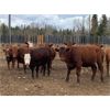 Image 6 : CL Ranches Ltd. - 800# Heifers - 75 Head (Cochrane, AB)