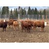 Image 7 : CL Ranches Ltd. - 800# Heifers - 75 Head (Cochrane, AB)