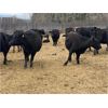 Image 10 : John Robinson - 19 Angus X Pairs (Springbank, AB)