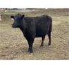 Image 13 : John Robinson - 19 Angus X Pairs (Springbank, AB)