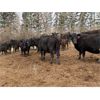 Image 2 : John Robinson - 19 Angus X Pairs (Springbank, AB)