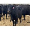 Image 3 : John Robinson - 19 Angus X Pairs (Springbank, AB)