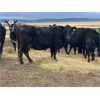Image 11 : John Robinson - 18 Angus X Pairs (Springbank, AB)