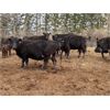 Image 12 : John Robinson - 18 Angus X Pairs (Springbank, AB)