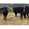 Image 6 : John Robinson - 18 Angus X Pairs (Springbank, AB)