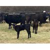 Image 8 : John Robinson - 18 Angus X Pairs (Springbank, AB)
