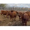 Image 2 : Prophet Hillson - 944# Replacement Heifers - 43 Head (Innisfail, AB)