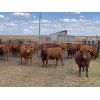 Image 3 : Prophet Hillson - 944# Replacement Heifers - 43 Head (Innisfail, AB)