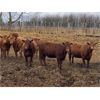Image 5 : Prophet Hillson - 944# Replacement Heifers - 43 Head (Innisfail, AB)