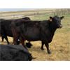 Image 3 : Lemmer Farms - 16 Black Angus X 2nd Calf Pairs (Chestermere, AB)