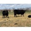 Image 4 : Lemmer Farms - 16 Black Angus X 2nd Calf Pairs (Chestermere, AB)