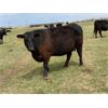 Image 2 : Lemmer Farms - 29 Black Angus X 3rd Calf Pairs (Chestermere, AB)
