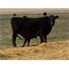 Image 3 : Lemmer Farms - 29 Black Angus X 3rd Calf Pairs (Chestermere, AB)