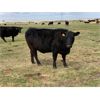 Image 4 : Lemmer Farms - 29 Black Angus X 3rd Calf Pairs (Chestermere, AB)