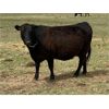 Image 5 : Lemmer Farms - 29 Black Angus X 3rd Calf Pairs (Chestermere, AB)