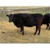 Image 6 : Lemmer Farms - 29 Black Angus X 3rd Calf Pairs (Chestermere, AB)