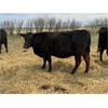 Image 7 : Lemmer Farms - 29 Black Angus X 3rd Calf Pairs (Chestermere, AB)
