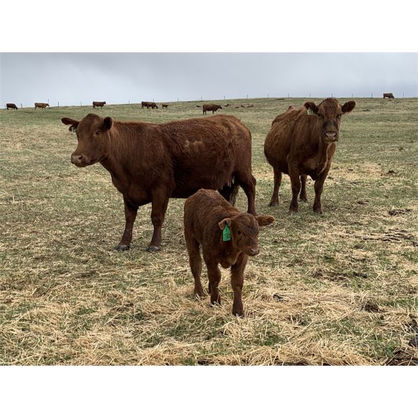 Ellis Edge - 14 Angus X 1st & 2nd Calf Pairs (Cochrane, AB)