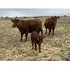 Image 1 : Ellis Edge - 14 Angus X 1st & 2nd Calf Pairs (Cochrane, AB)