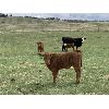 Image 3 : Ellis Edge - 14 Angus X 1st & 2nd Calf Pairs (Cochrane, AB)