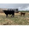 Image 5 : Ellis Edge - 14 Angus X 1st & 2nd Calf Pairs (Cochrane, AB)