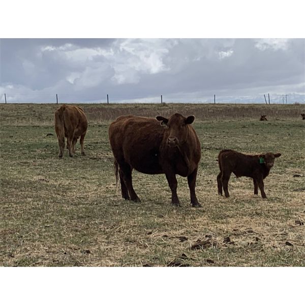 Ellis Edge - 16 Angus X 3rd & 4th Calf Pairs (Cochrane, AB)