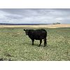 Image 2 : Ellis Edge - 16 Angus X 3rd & 4th Calf Pairs (Cochrane, AB)