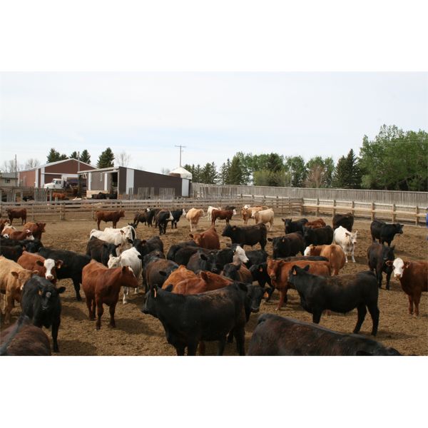 Tony Slingerland Jr. - 750# Steers - 120 Head (Shaughnessy, AB)