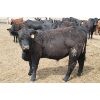 Image 4 : Tony Slingerland Jr. - 750# Steers - 120 Head (Shaughnessy, AB)