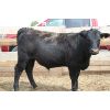 Image 5 : Tony Slingerland Jr. - 750# Steers - 120 Head (Shaughnessy, AB)