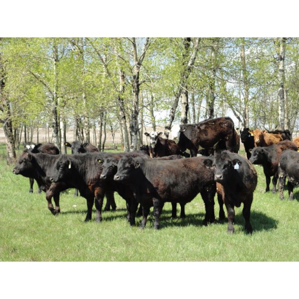 E & A McKee Holdings Ltd. - 950# Steers - 128 Head (Turtleford, SK)