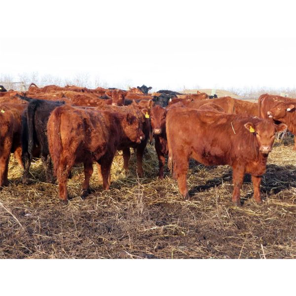 Lee Johnston - 1000# Heifers - 60 Head (Welwyn, SK)