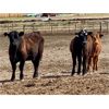 Image 11 : Duane Ashbacher - 850# Heifers - 75 Head (Arrowwood, AB)