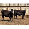 Image 12 : Duane Ashbacher - 850# Heifers - 75 Head (Arrowwood, AB)