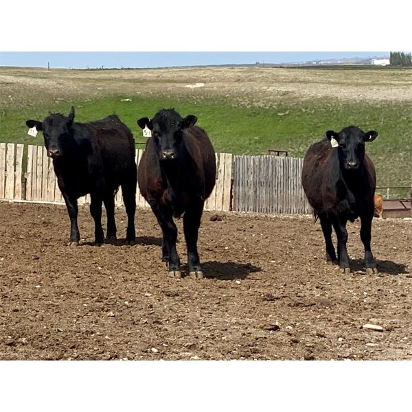 Duane Ashbacher - 850# Heifers - 75 Head (Arrowwood, AB)