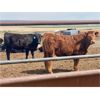 Image 7 : Duane Ashbacher - 850# Heifers - 75 Head (Arrowwood, AB)