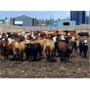 Image 2 : Bar JB Ranch - 950# Heifers - 195 Head (Carnduff, SK)