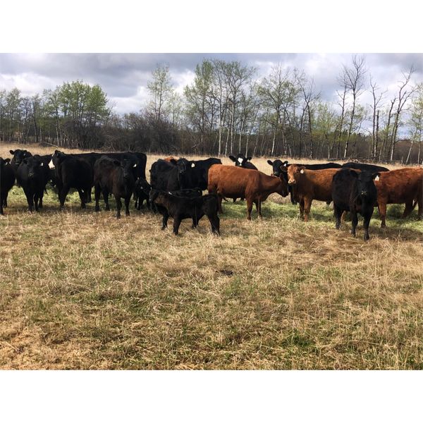 Kurt Thielen - 40 Angus X 1st Calf Pairs (Rose Prairie, BC)