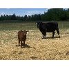 Image 11 : Samantha DeWitt - 10 Black Angus 2nd Calf Pairs (Eagle Hill, AB)