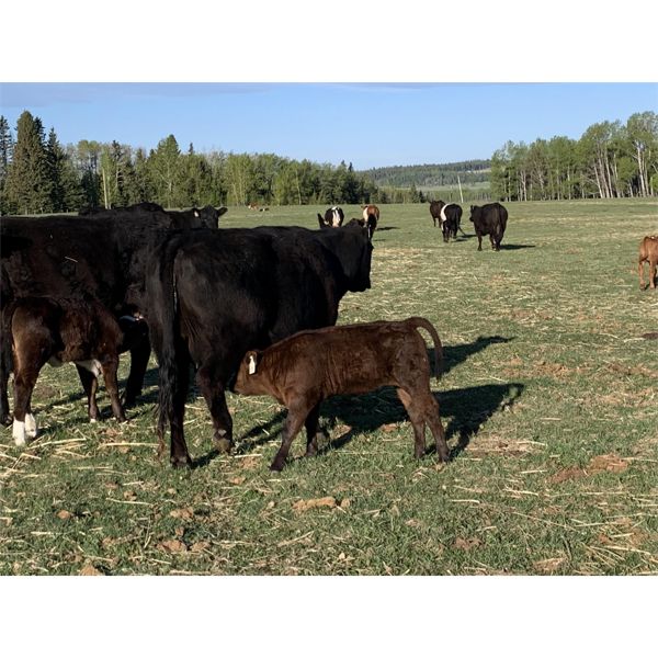 Samantha DeWitt - 10 Black Angus 2nd Calf Pairs (Eagle Hill, AB)