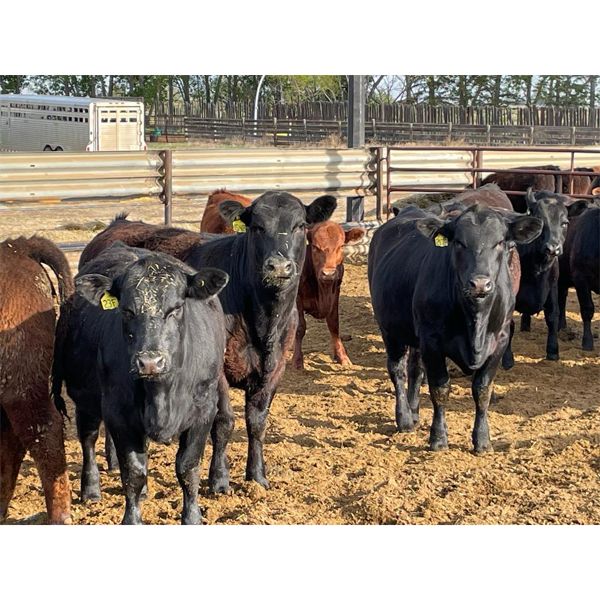 Ivy Ranch - 850# Heifers - 68 Head (Duchess, AB)