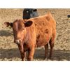 Image 5 : Ivy Ranch - 850# Heifers - 68 Head (Duchess, AB)