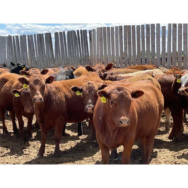 Big Bend - 780# Heifers - 75 Head (Taber, AB)